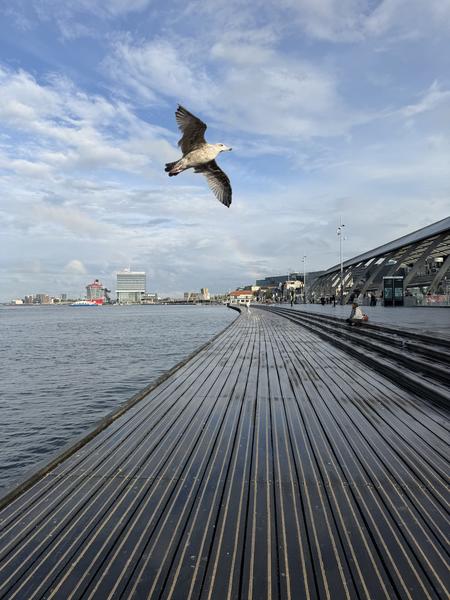 A seagull soars gracefully over the IJboulevard in Centrum, Amsterdam, with a wide wooden promenade stretching alongside the calm water